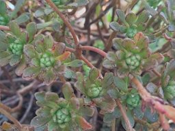 Aeonium sedifolium leaves